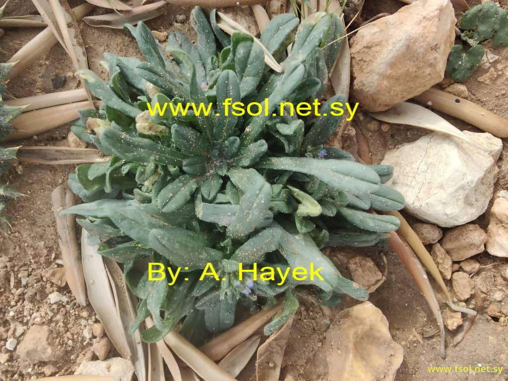 Nonea obtusifolia (Willd.)D.C.